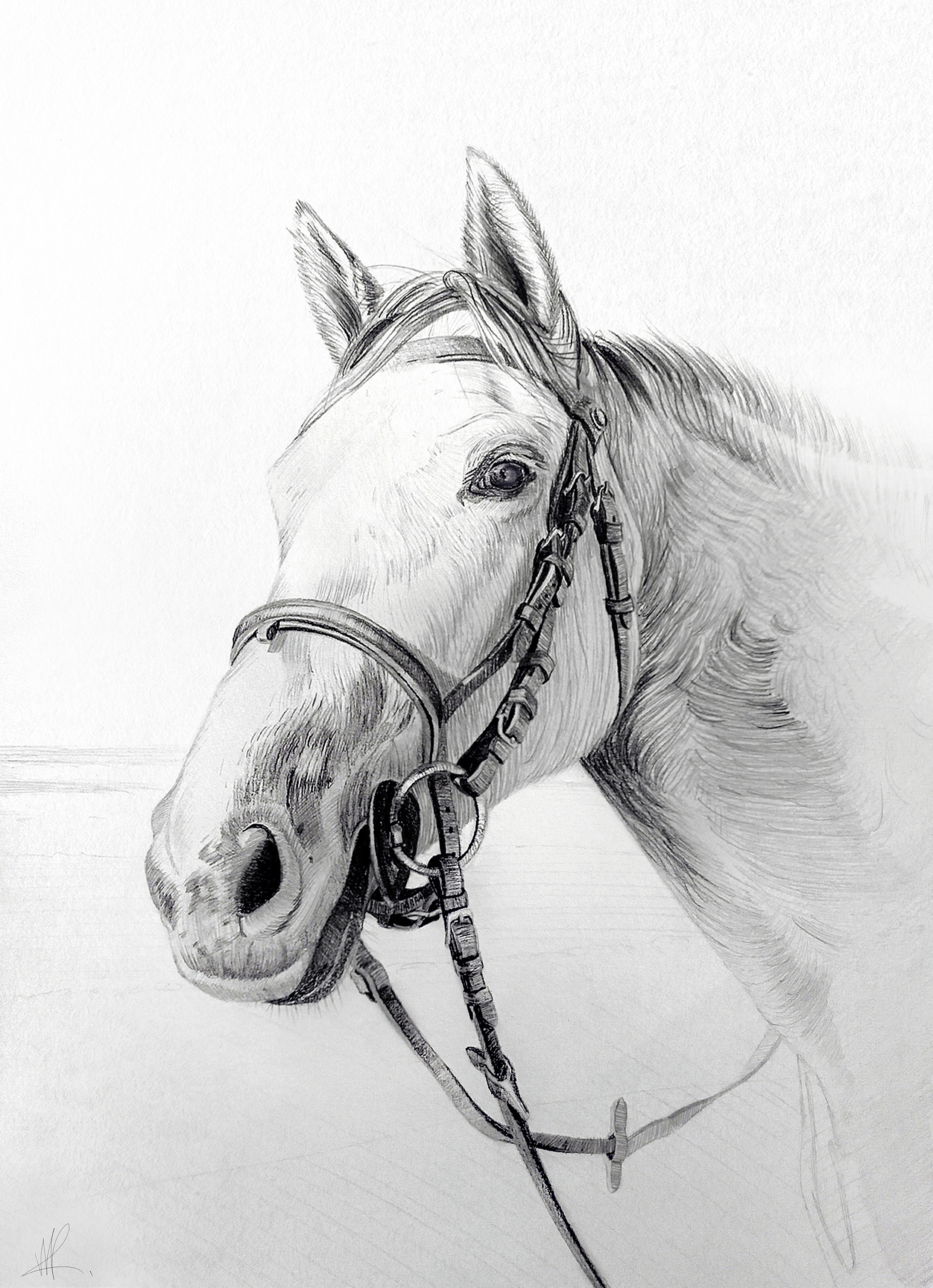 Crayonné équin